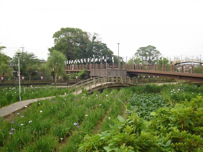潮来市営のあやめ園の中でメインとなるのが<br />前川あやめ園です。<br /><br />あやめ祭りは今日までだったみたいで、もうあんまり<br />あやめは咲いてませんでした。<br /><br />もうちょっと早く来れば良かった･･･。