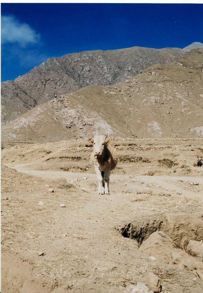 ギャンツェで見送りにきてくれたモーちゃん。