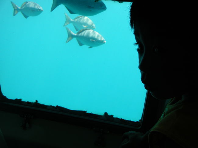 ポイントにつき、お魚ウオッチングです。えさをまくため、たくさんの魚が寄ってきます。