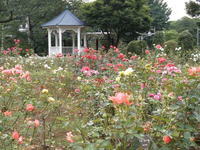 公園内ののバラはよく手入れがされていました。そこのおじいさん･･･花壇の中に入って撮っちゃだめだよーーーって勇気を持っていえず。。。