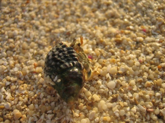 ヤドカリくん発見♪<br /><br />海の中には、なまこくんもいました。