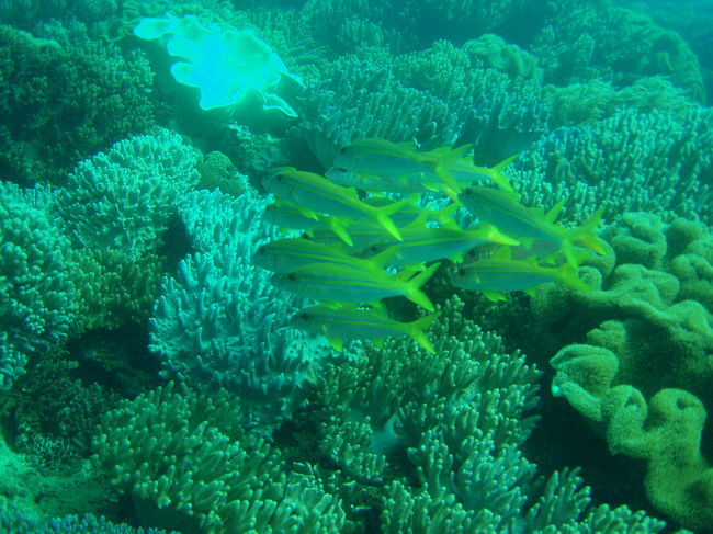 ＥＮは海底にチェーンがあるので伝っていけば楽ちんなのだけど、浅いので変な感じ。<br />中々泳ぎ出せませんでした。<br /><br />でも、ここは本当に綺麗ですね。<br />ソフトコーラルのお花畑、凄いです〜。<br />感動しました。<br />街の近くにこんなポイントがあるとは！<br /><br />また潜りにきてみたい場所です。<br />水深も浅めで流れも無いので子供達連れて体験ダイビングも良さそうだわ。