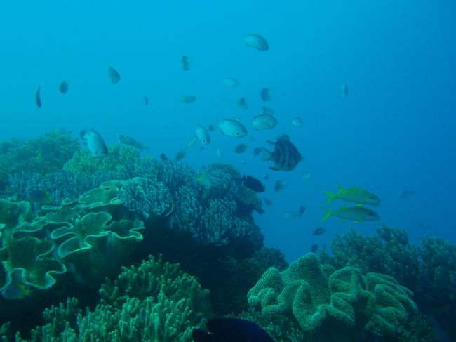 山田のほうが魚影は濃いかな？<br />でも珊瑚を見るならこちらがお勧めかも。<br /><br />どちらも、私たちみたいな初心者や体験ダイバーにぴったりのポイントですね。<br /><br />とっても楽しいダイビングでした。