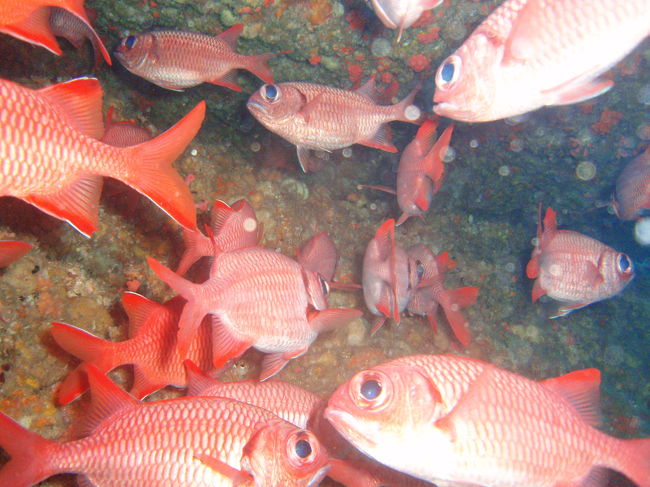 真っ暗な洞窟の中には例のギョロメの真っ赤なお魚さんがいっぱい。<br />青の洞窟では　こいつらを追いかけて横穴に入り込んでしまうドジをしちゃいましたが、<br />今日は迷子にならないもんね。<br /><br />同じ過ちは２度と繰り返さないのよ〜。（うそつき）