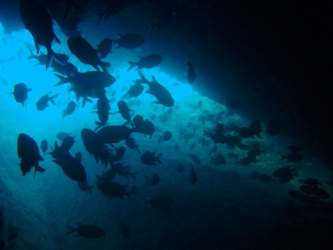 外の青さがとっても綺麗で感動的。<br />青の洞窟に負けていませんね！<br />ファンダイビングでしか来れないポイントって良いかも。