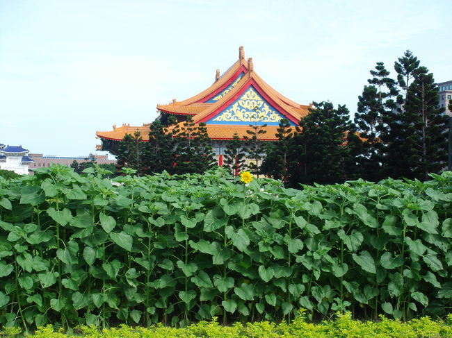 ひまわりも一輪だけ咲いていましたよ！