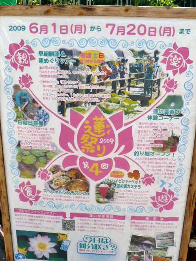 ちょうど　蓮祭りみたいなイベント開催中だったので<br />どんな感じかな？と覘いてみたくなったのです。<br /><br />釣堀もやってるそうだし　面白いかも。