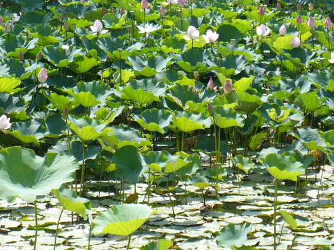 いつもヤギさんがいる小屋の周りの池一面<br />蓮の花で埋まっていま〜す。<br /><br />なかなかの景色ですけど　暑さが半端じゃないです。<br />とても　釣堀で鯉を釣る気分には　なれず＾＾；<br /><br />早々に退散。<br />夏の沖縄　観光地巡りはかなりの根性が必要だわ〜。<br />わたくしには無理みたいです。<br />