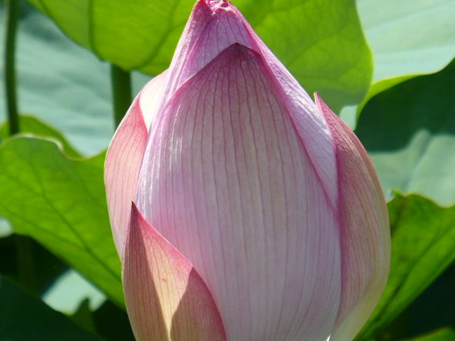 だんな様は　蓮の花って仏様を連想するから苦手だと<br />言ってましたわ。<br /><br />う〜ん。確かに・・・。<br /><br />このイベント期間　朝の涼しいうちに行くのが良さそうです。<br />