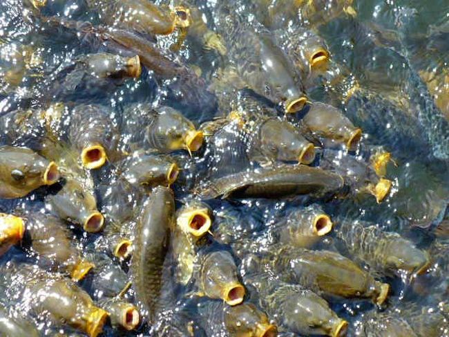 例の欠食児童の鯉達も健在でした。<br /><br />この写真は餌をあげる真似しただけで写しました。<br />ふふっ＾＾真似しただけで　こんなに集まってくるなんて（笑）<br />鯉以外の大きな魚もいました。<br /><br />那覇市内のホテルにチェックインして明日は慶良間へダイビングに行きます。<br />恩納村でのダイビングは半日観光も楽しめるゆとりがあるので良いですね。