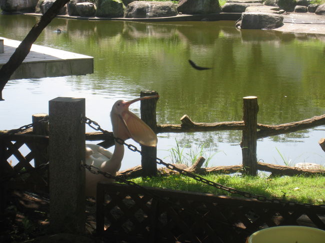 着いたときにちょうどペリカンの餌やりが。<br />口でけぇ。。