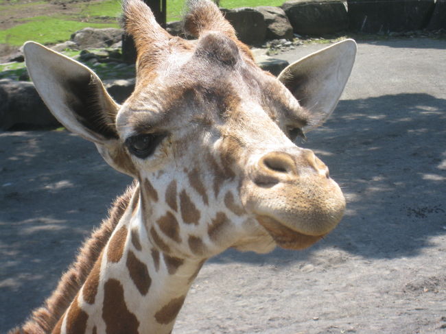 キリンがこんな近くに。。