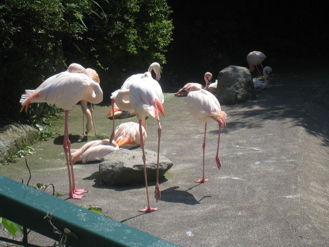 フラミンゴのお昼寝？