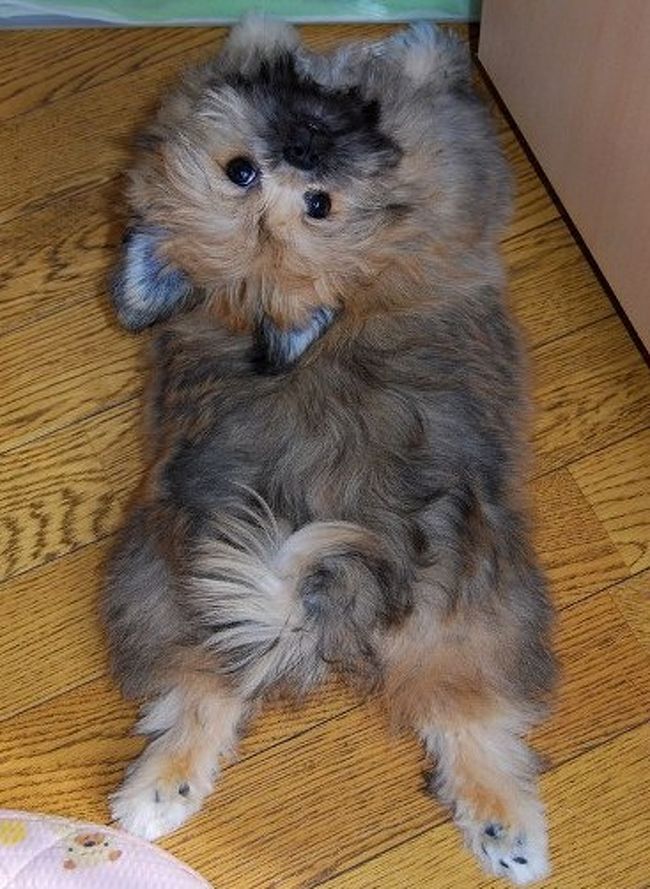 訪問ありがとう　(^_^)v<br /><br />【ビッキーより一言】<br /><br />マクロレンズは面白い・・が私の鼻とか<br /><br />撮るのは止めて欲しい(^_^.)<br /><br />鼻は花にしてくれ〜　　<br /><br />ほいじゃ〜またね！　バイバイ(^_^)v 