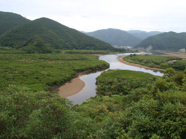 マングローブの森