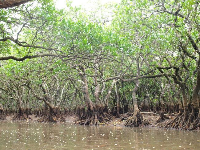 マングローブの中をカヌー体験