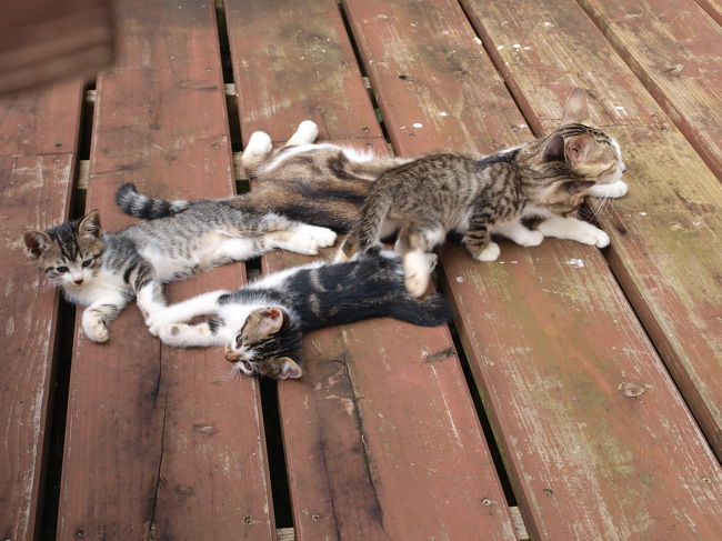 ホテルに住みついてた猫ファミリー