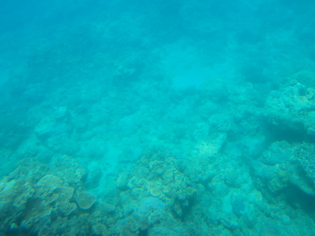 きれいだったけど、写真では上手く撮れず残念。