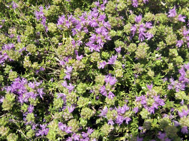 コミノ島には背の高い木は生えていません。