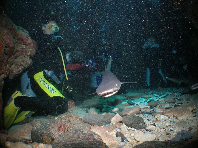 １本目は潜降したら砂地。<br />さらに皆様に迷惑おかけするわけにはいきません。砂煙あげないようにしなくちゃ。<br />なるべくじっとしてたひよこダイバー。悲しいです。<br /><br />そして追い討ちをかけるように２本目<br />「ドリフトで楽しみましょう」って無理かも＾＾；<br /><br />何故か２本目はスムーズにいっちゃいました。<br />そして「ここで待っててね〜。びっくりしてあわてないでね〜。大丈夫だから。」って何？？？<br />この子達をイントラさんが私たちの所へ追い込んでくれました。<br /><br />ぎゃぁああ！ネムリブカの子供かしら。<br />やっぱりサメの顔してるし〜<br />可愛いとは思えませんけど・・・