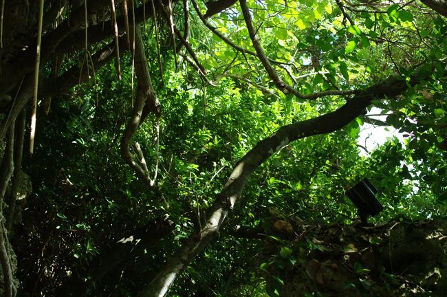 いきなりジャングル風。<br />一瞬ここが万座リゾートであることを忘れそう。<br /><br />少し涼しいのもうれしい。<br />