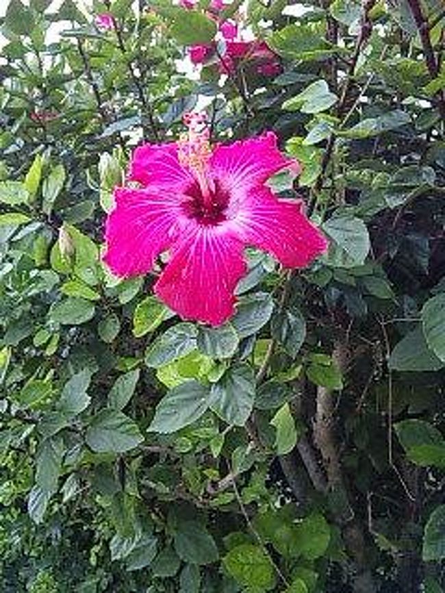 泳ぐ前にまず島内を散策してみました。