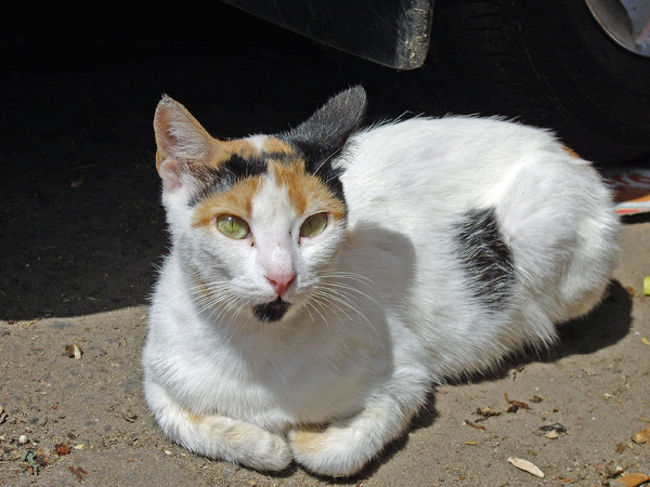 こんなかわいい猫ちゃんもいましたぁ〜。<br />暑くない？