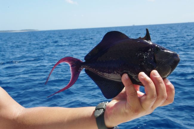 ちなみに私は魚釣りはほぼ初心者です。<br /><br />が、ポイントがいいのか、結構つれました。<br />これは、カワハギの一種。<br />今回はほとんどコレでした。<br />しっぽがエンゼルフィッシュぽい。<br /><br /><br /><br />