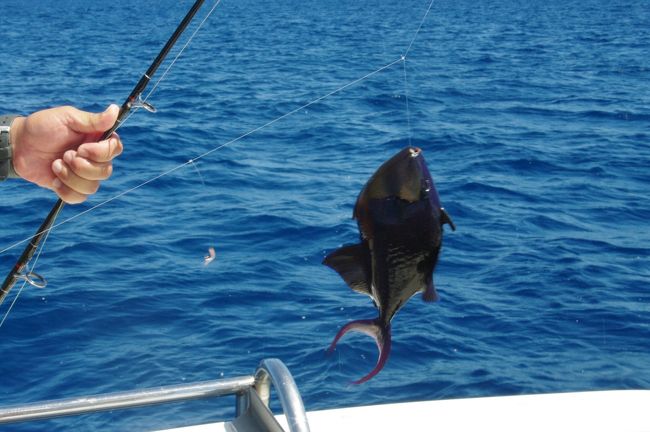 最初のうちはなかなかコツが掴めれませんでしたが、途中からはバッチリ。<br /><br />しかも、客は私一人。<br />殿様ダイバーならぬ、殿様フィッシャー。<br />釣れた魚の針は外してもらえるし、スタッフさんの釣竿に魚がかかると、場所を入れ替わって私が巻き上げ。<br /><br />なんか、めっちゃ幸せなんですけど〜。<br /><br />