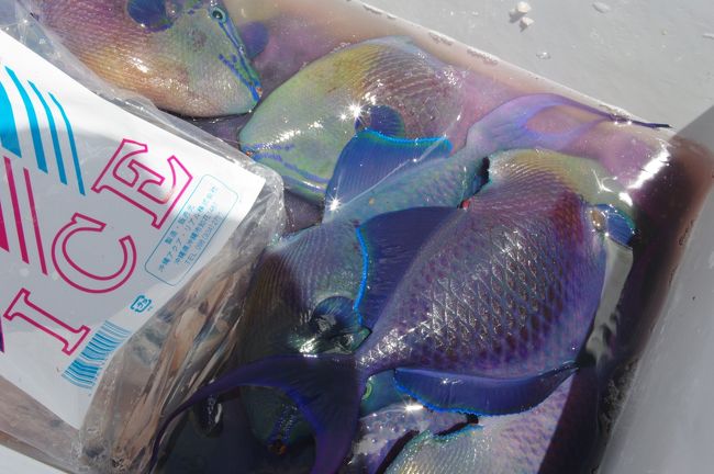 本日の成果、かわはぎ15匹とグルクン１匹。<br /><br />「あのー、これ持ち帰って食べたいんですけど〜」と同行のスタッフさんに訴えました。<br />陸には期待して待っているツアーメンバーがいるのよぉ〜。<br />あまりそういう人はいないのか（笑）、「え？」って感じでしたがとりあえず、船から降ろしてもらいました。<br /><br />さぁ、これからどうする？<br />ホテルのレストランでも調理はできるそうですが、今回は午後から石垣に向かいます。<br /><br />さて、ここでＡＮＡインターコンチネンタル万座ビーチリゾートが誇る「リゾートコンシェルジュ」に電話。<br /><br />「釣った魚食べたいんですけど・・・」<br />「じゃあ、調理してくれそうな魚屋さん探して交渉します！！」<br />30分後には魚屋さんに1匹300円でさばくように交渉したから、帰りのバスでそこ寄っていってくださいといわれました。<br /><br />さすが、地元を知り尽くすというリゾートコンシェルジュ。あっぱれ！！<br /><br />