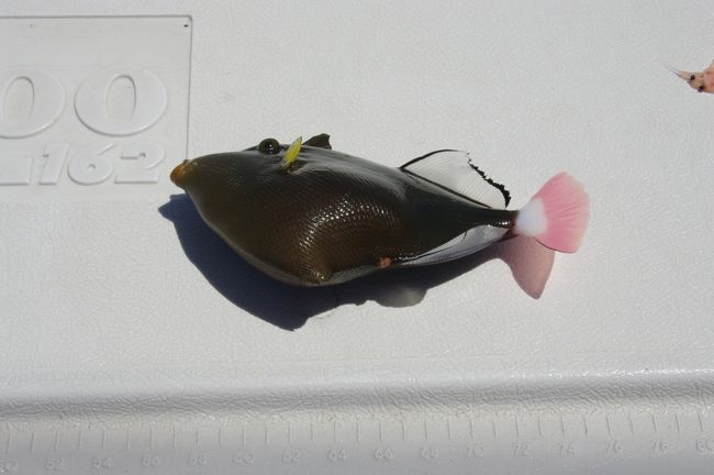 こちらもカワハギだけど、ちょっと違う種類。<br /><br />本土で取れる、カワハギぽいかな。<br />（カワハギの別名であるウマズラぽい）<br /><br />