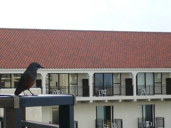 タコスの良い香りに誘われて…？<br /><br />お隣のテラスに鳥さんがやってきました。