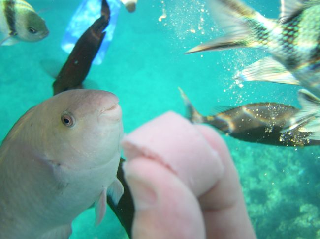 ソーセージをもぐもぐ食べます。<br /><br />こんなに近く見れて感動！！<br /><br />可愛いです！！