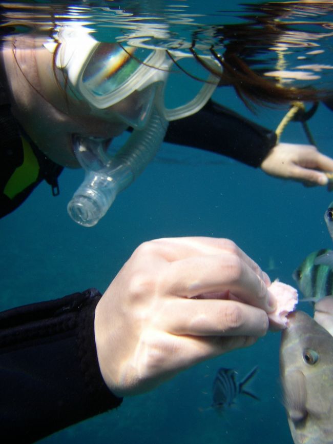 たまに間違えて手を噛んできます。<br /><br />餌を離す為のお魚さんの作戦なのかな…？