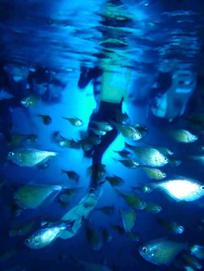 青の洞窟<br /><br />奥へ進むとお魚さん達がいます。