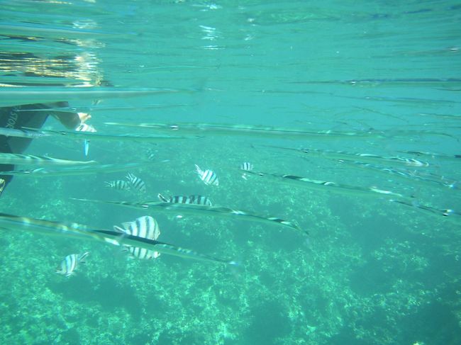 細長いお魚さん。