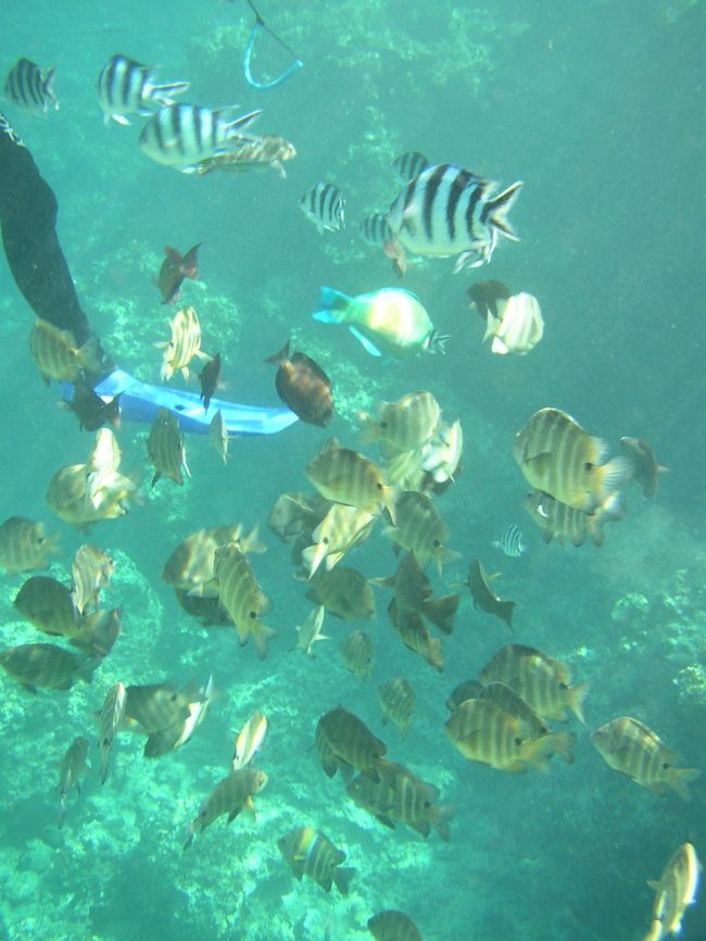 足ひれで蹴ってしまいそうなほど沢山のお魚さん達。<br /><br />お魚さん、私のキックを受けないでね…。