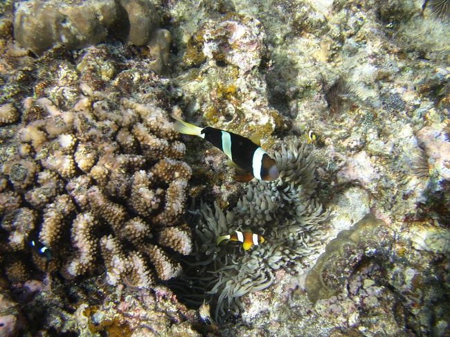 浅いところで「ニモの親子」（クマノミ）に会えました。