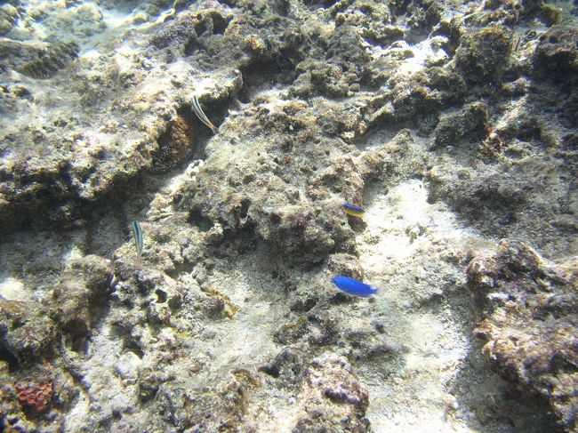 綺麗な色の小さいお魚さん。