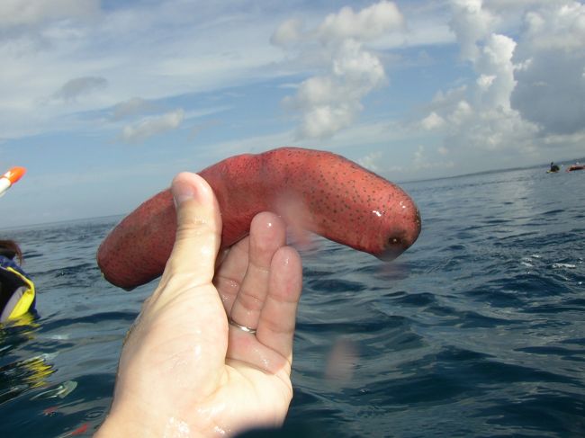 なまこ。デカイ…。<br /><br />綺麗な海の証ですね。