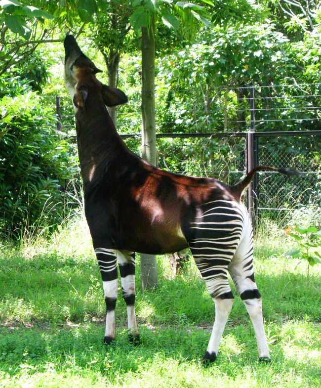 ズーラシア-04 珍獣 オカピ は日本初公開 ☆キリンの仲間で葉食