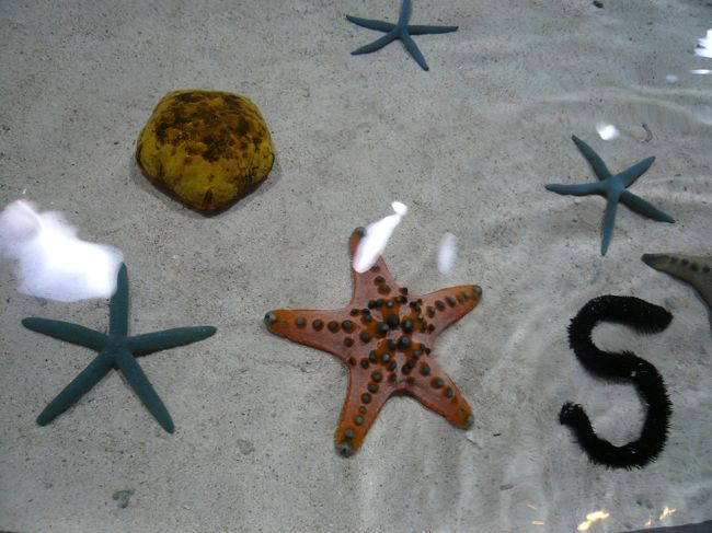 館内に入ります。<br /><br />まずは「イノーの生き物たち」<br /><br />「イノー」とは沖縄の方言でサンゴ礁に囲まれた浅い海、礁池のこと。<br /><br /><br />手に取って観察できるタッチプールです。