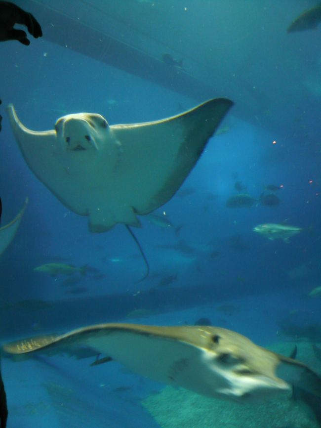 マンタ（オニイトマキエイ)<br /><br />エイの中では最大で、その群れを間近に見られるのもここならでは。