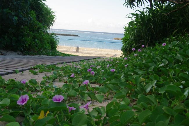 ビーチに行くまでの通路には、朝顔のような花が咲いていました。<br />