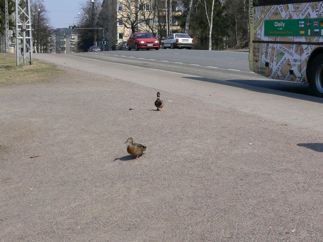 ヘルシンキナビゲーターのカルガモ親子です。