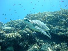 ウミガメに超接近の渡嘉敷島でのダイビング
