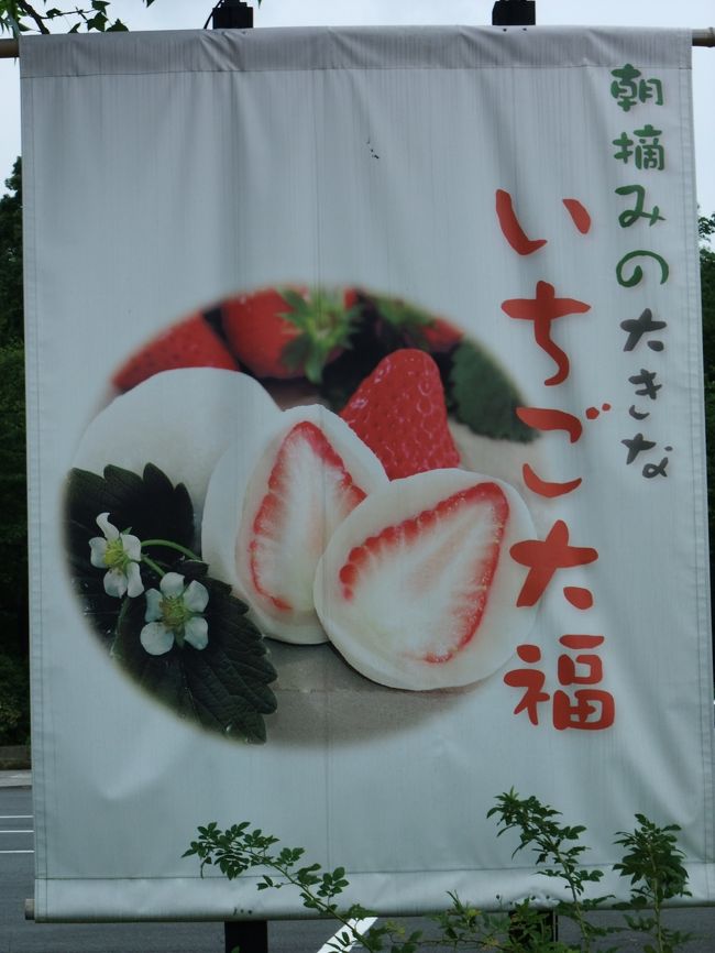 いえ、この看板が目に入りまして。<br /><br />猛烈に白餡のいちご大福が食べたくなったのですよ。<br /><br />で、「こ、こここはいるー！！！」と大騒ぎして<br />寄ってもらったのでした（笑<br /><br />大変おいしゅうございました。