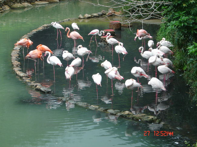 今にも雨が降りそうな雲行きになってきたので　急いで周ります<br /><br />フラミンゴたちがいっぱい<br />きれいでした<br />