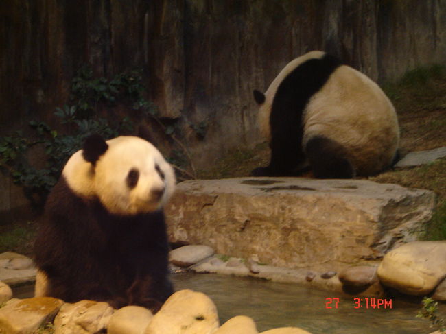 やっぱり香港は中国ですね^^<br />パンダさんに会うことが出来ました<br />ラッキ〜<br />めちゃめちゃ可愛かったぁ〜