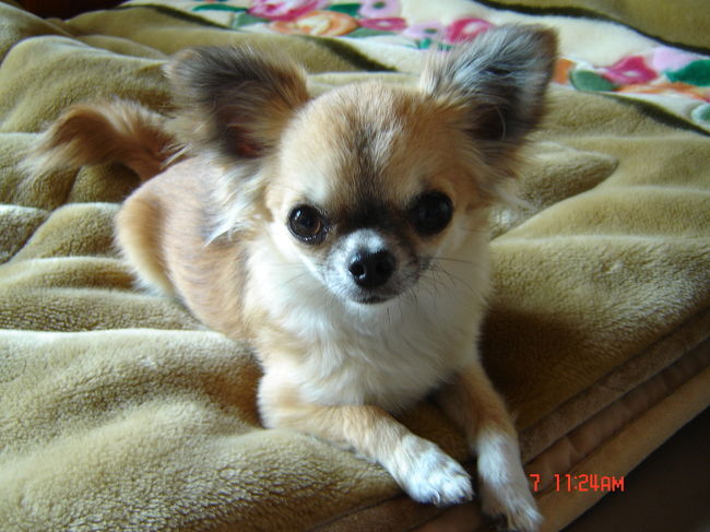 実家では可愛い愛犬が待っていてくれました<br />１年ぶりの再会<br />会いたかったよ〜<br />